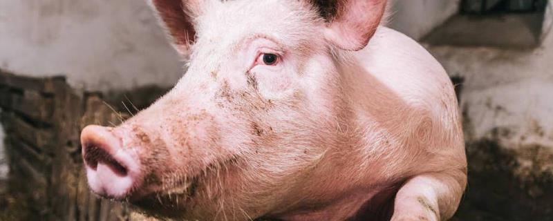 猪吃蚊香吐白沫怎么办