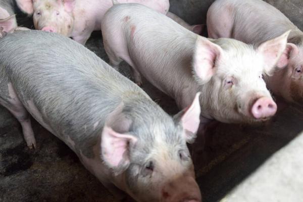 猪吃蚊香吐白沫怎么办,可先为它灌肥皂水