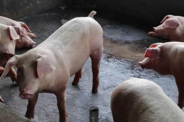 猪吃蚊香吐白沫怎么办,可先为它灌肥皂水