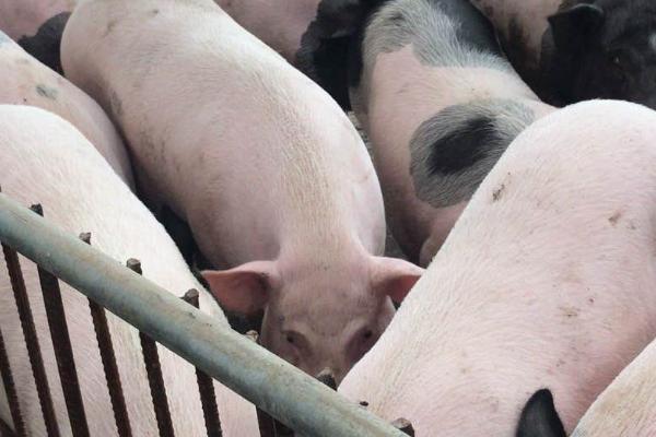 猪吃蚊香吐白沫怎么办,可先为它灌肥皂水