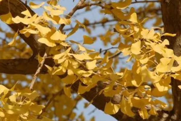 银杏树四季的变化,叶片会从嫩绿色转变为黄色直至全部掉落