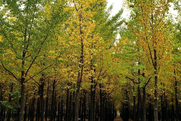 银杏树四季的变化,叶片会从嫩绿色转变为黄色直至全部掉落