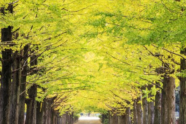 银杏树四季的变化,叶片会从嫩绿色转变为黄色直至全部掉落