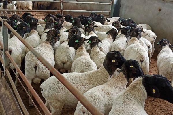羊的养殖方法,适宜在干燥凉爽的通风处生活