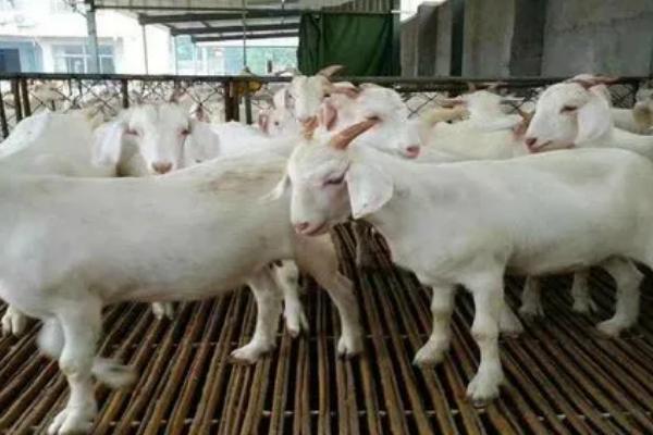 羊的养殖方法,适宜在干燥凉爽的通风处生活
