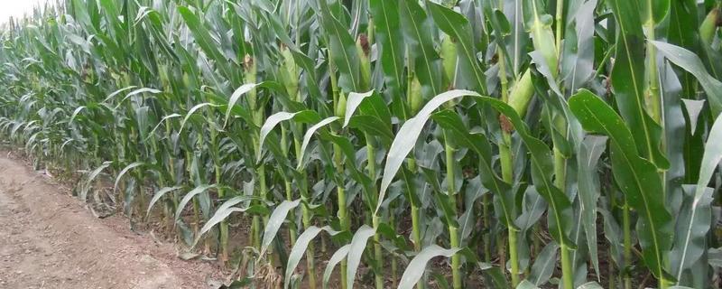 昊玉22玉米种简介