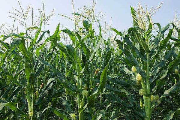 昊玉22玉米种简介,机械或人工播种