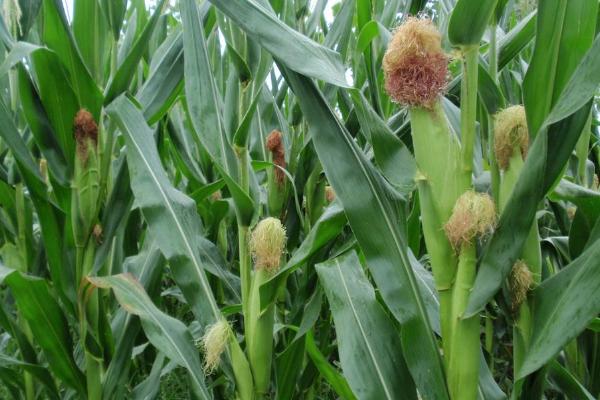 金谷玉2091玉米品种的特性,生育期90.85天