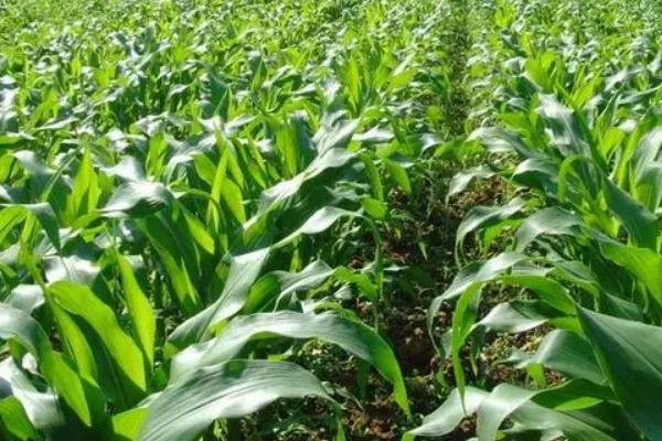 源田5192玉米品种的特性,全生育期浇水5-7次