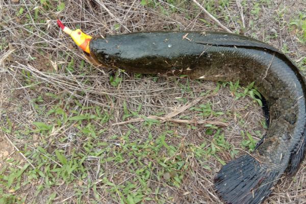 黑鱼在几月份开口比较容易垂钓,3-11月份均可作钓