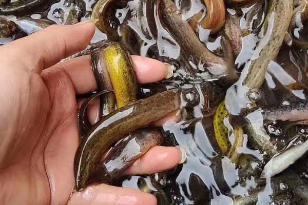 黑鱼在几月份开口比较容易垂钓,3-11月份均可作钓