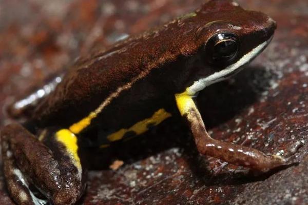 黑鱼在几月份开口比较容易垂钓,3-11月份均可作钓