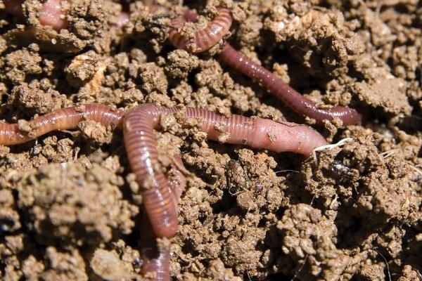 黑鱼在几月份开口比较容易垂钓,3-11月份均可作钓
