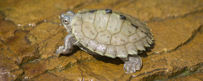 地图龟是不是深水龟