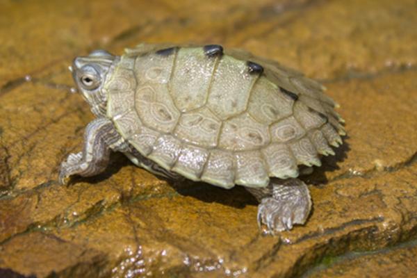 地图龟是不是深水龟,属于深水龟但不能一直待在水中