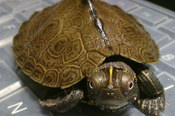 地图龟是不是深水龟,属于深水龟但不能一直待在水中