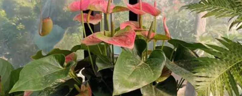 红掌发生叶霉病怎么防治