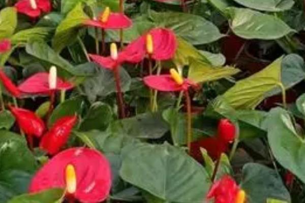 红掌发生叶霉病怎么防治,可喷施扑海因、甲霉灵等药剂