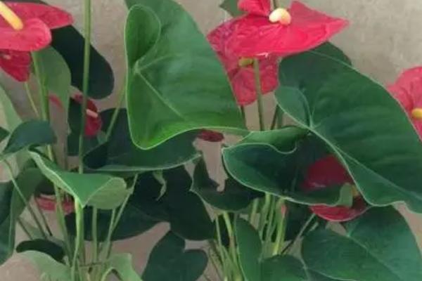 红掌发生叶霉病怎么防治,可喷施扑海因、甲霉灵等药剂