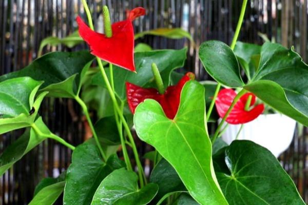 红掌发生叶霉病怎么防治,可喷施扑海因、甲霉灵等药剂