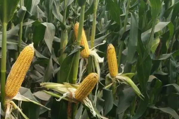 中强1号玉米品种的特性,中抗小斑病