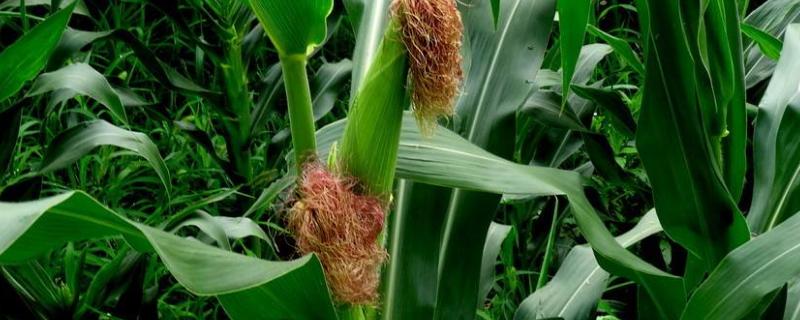 先达918玉米种子特点