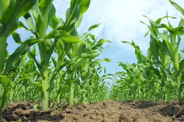 先达918玉米种子特点,密度3000-3500株/亩