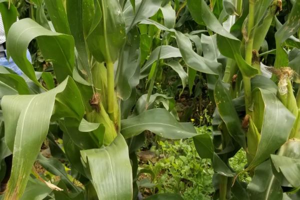 先达918玉米种子特点,密度3000-3500株/亩