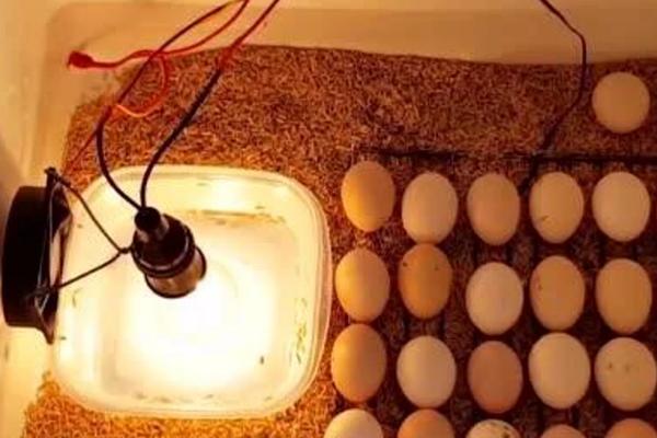 孵化小鸡要用多少瓦的灯泡,可使用15瓦的白炽灯