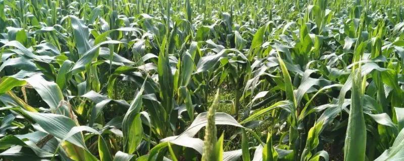 龙垦1911玉米品种简介