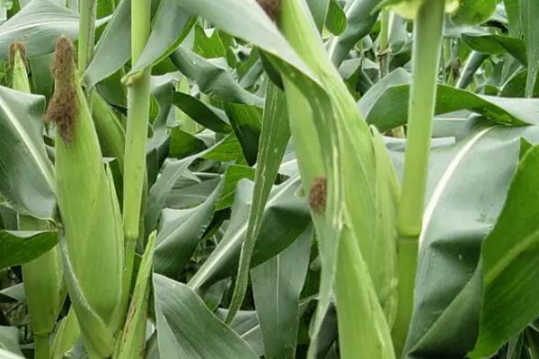 和育621玉米种子特征特性,中抗南方锈病
