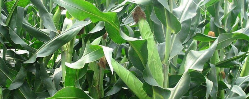 鸿翼118玉米种子简介