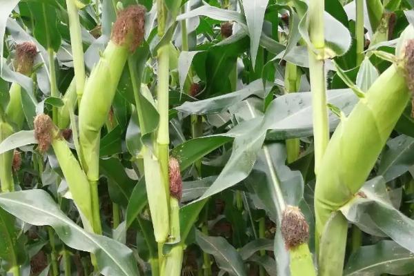 鸿翼118玉米种子简介,密度4500株/亩左右