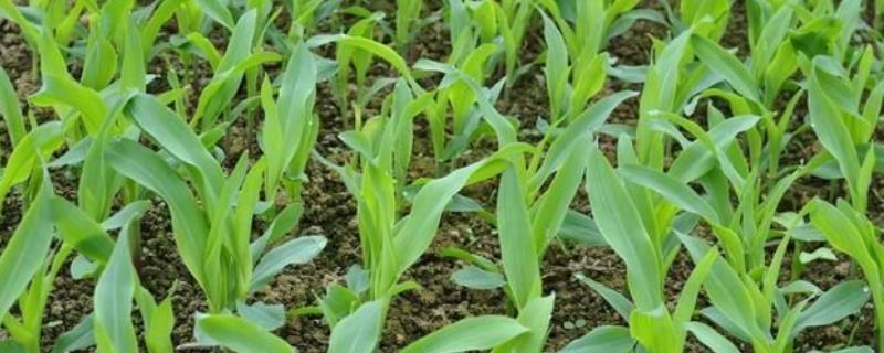 汉玉919玉米种子特点