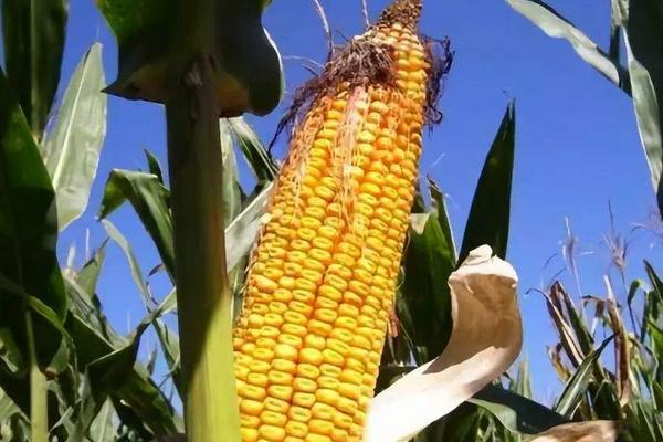 汉玉919玉米种子特点,中抗小斑病