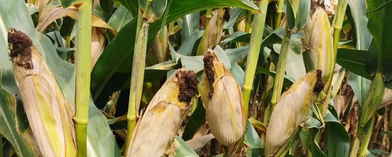 福抗658玉米种子特点