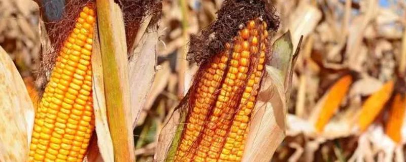 登海2087玉米种子特征特性