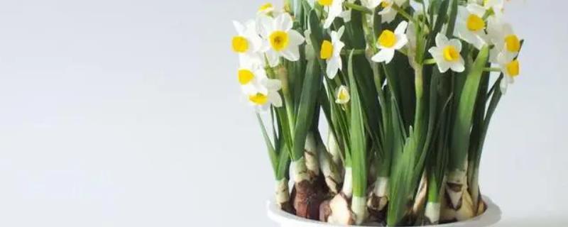 水仙花褐斑病怎么防治