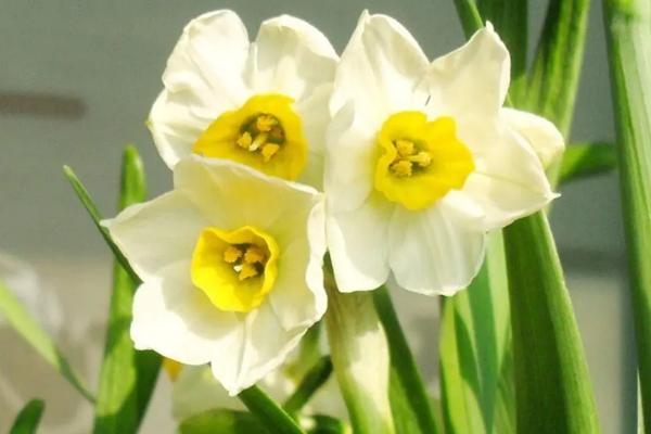 水仙花褐斑病怎么防治,生长期间可喷施代森锌、甲基托布津等药物