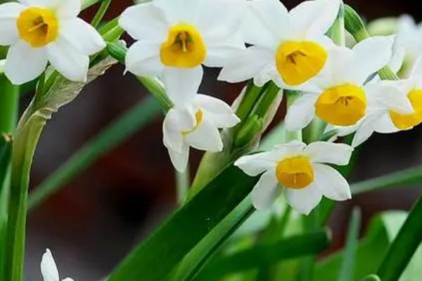 水仙花褐斑病怎么防治,生长期间可喷施代森锌、甲基托布津等药物