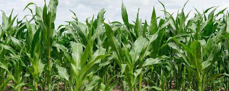 九圣禾672玉米种简介