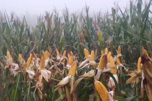 九圣禾623玉米种子特点,适宜播种期4月下旬至5月上旬