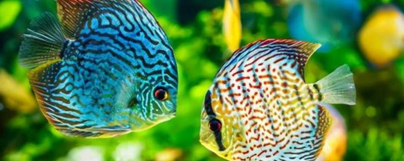 绿七彩神仙鱼好不好养