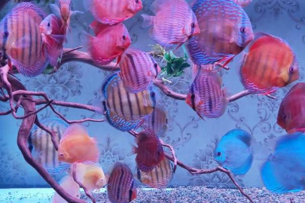 绿七彩神仙鱼好不好养，养殖难度并不是很高