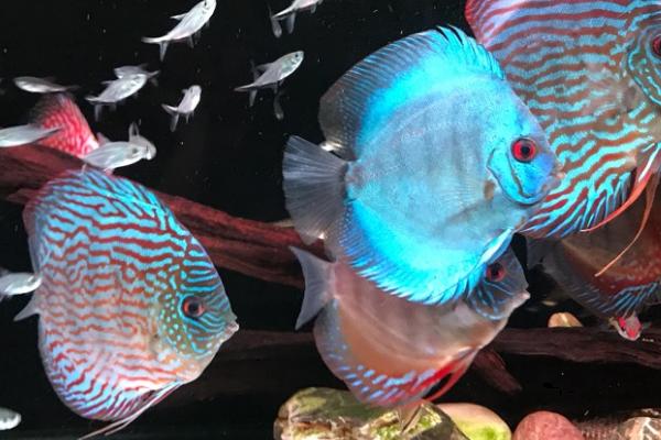 绿七彩神仙鱼好不好养，养殖难度并不是很高