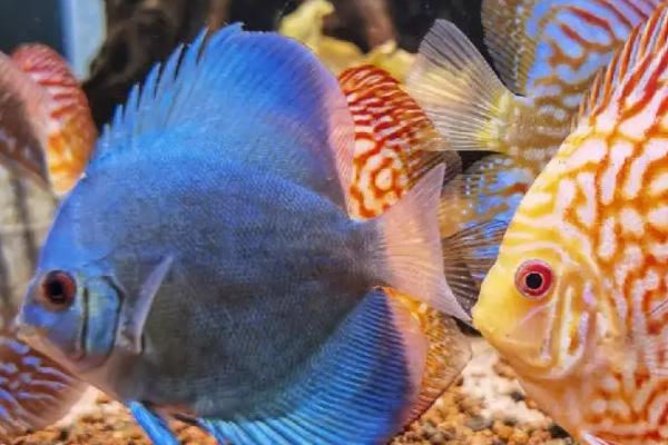 绿七彩神仙鱼好不好养，养殖难度并不是很高