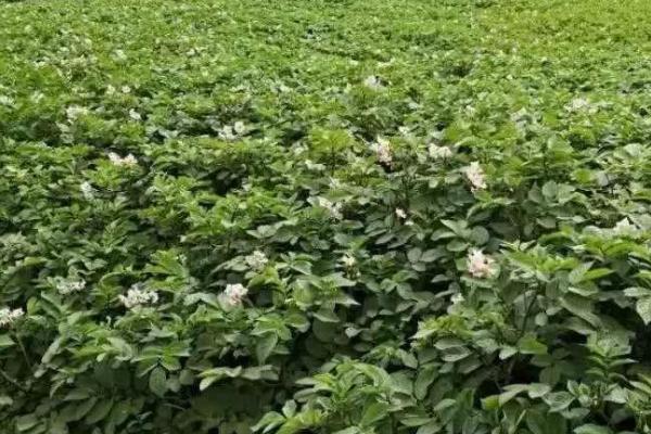 马铃薯空心防治方法,加厚培土层可稳定温湿度、减少空心现象