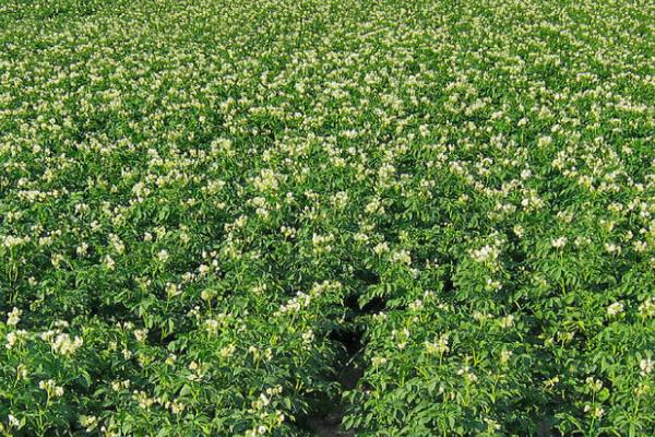 马铃薯空心防治方法,加厚培土层可稳定温湿度、减少空心现象