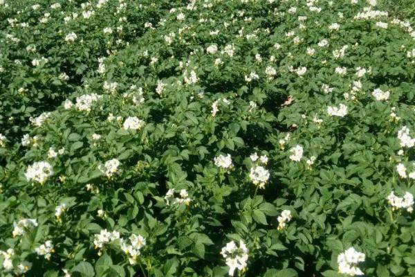 马铃薯空心防治方法,加厚培土层可稳定温湿度、减少空心现象