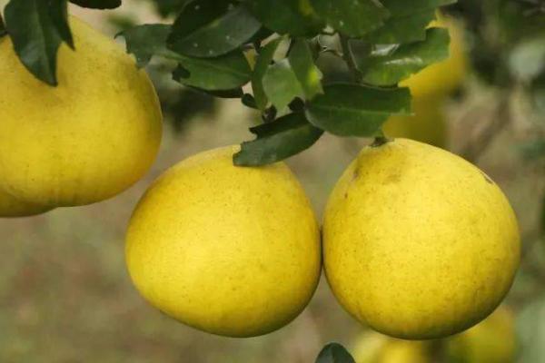 柚子种植管理方案,不同季节的管理要点不同